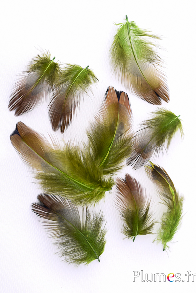 Faisan de Colchide - 3-5 cm - lime